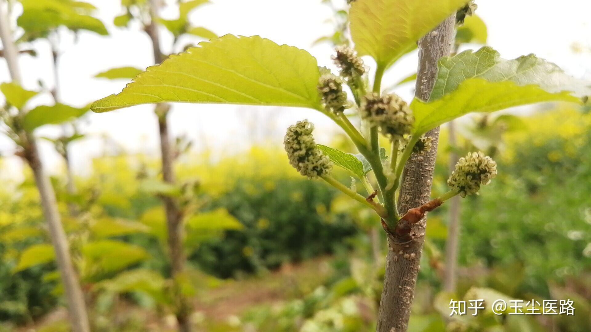 如今引药入诗来,桑叶枝子白皮茶.