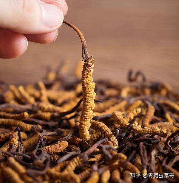 冬虫夏草药膳食方