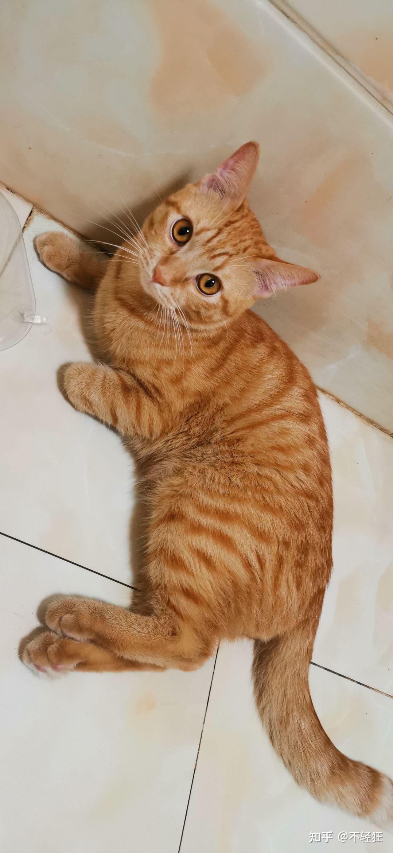 闲鱼上看到的右边的弟弟500大家觉得怎么样第一次养猫想养只橘猫