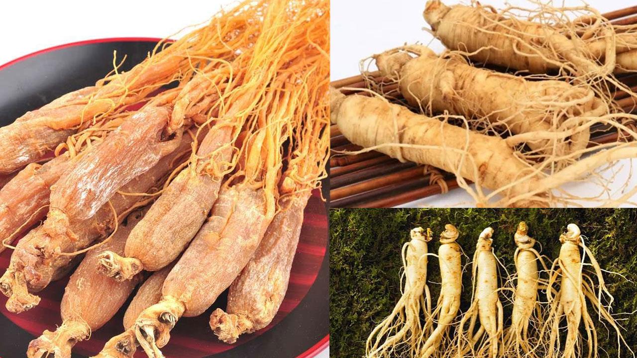 人参红参西洋参哪个更适合你 知乎 人参红参西洋参哪个更适合你 知乎