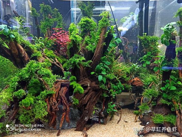 60缸能养多少条短鲷_短鲷缸水流_短鲷缸铺什么底砂