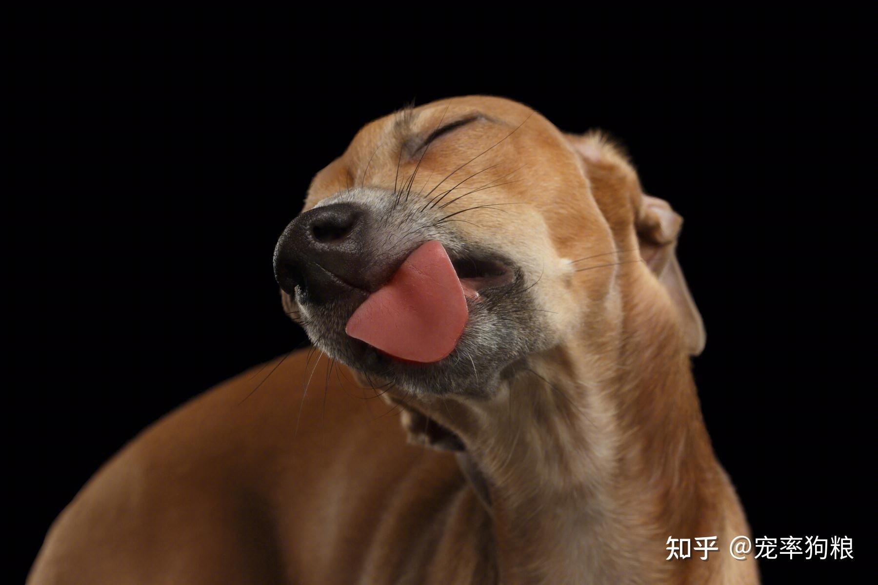 看不懂狗子这些“行为”的含义,别说你是个合格的主人 - 知乎