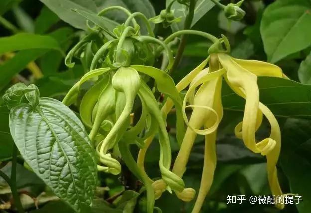 依兰依兰精油的主要功效、推荐用法和小妙方 - 知乎