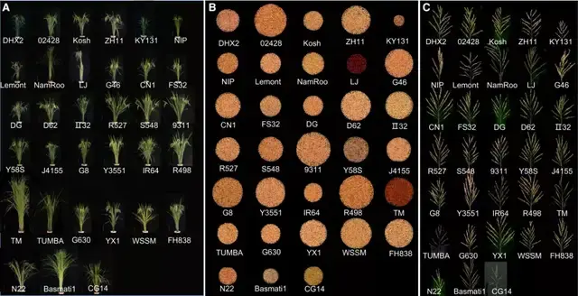 中國科學家首次構建水稻圖形基因組打開水稻基因結構變異研究大門有望
