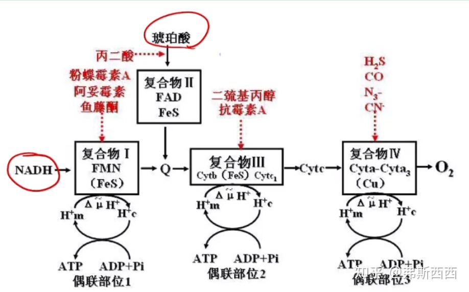 生化——生物氧化 - 知乎