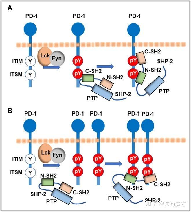pd-1及其配体是b7/cd28/ctla-4受体家族的成员,该家族成员是i型跨膜糖