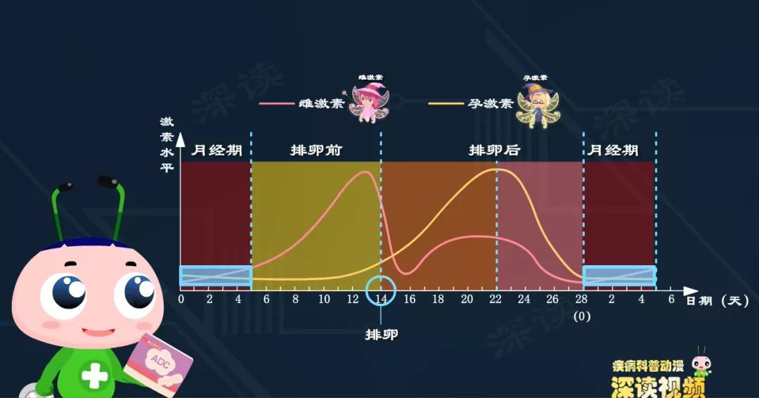 深读君再帮大家梳理一下.卵巢排卵的信号是,雌激素达到高点.