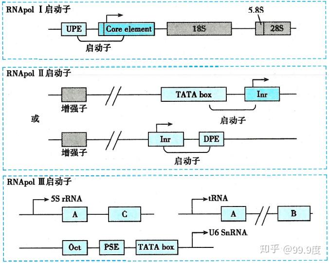 基因和基因组 - 知乎