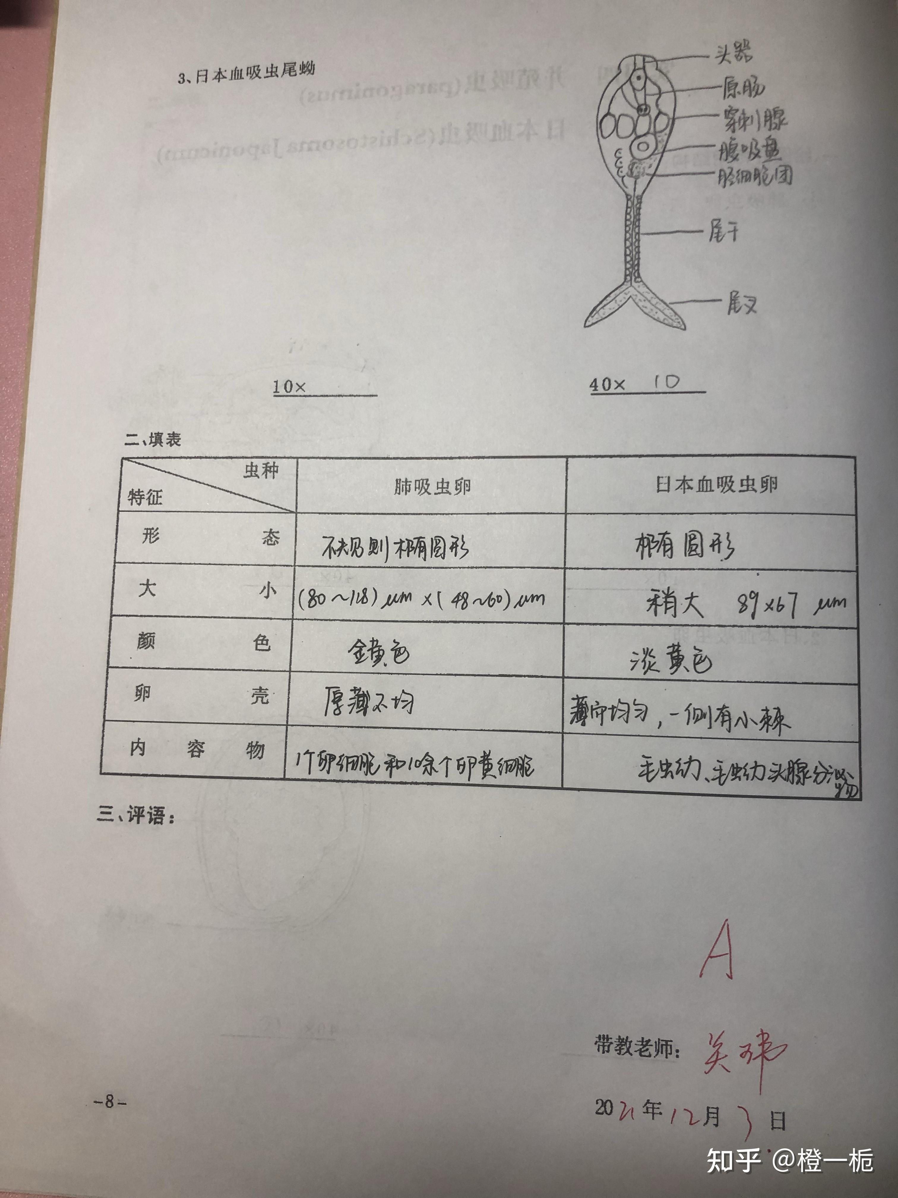 弓形蟲瘧原蟲陰道毛滴蟲杜氏利什曼原蟲藍氏賈第鞭毛蟲(已修改)溶組織