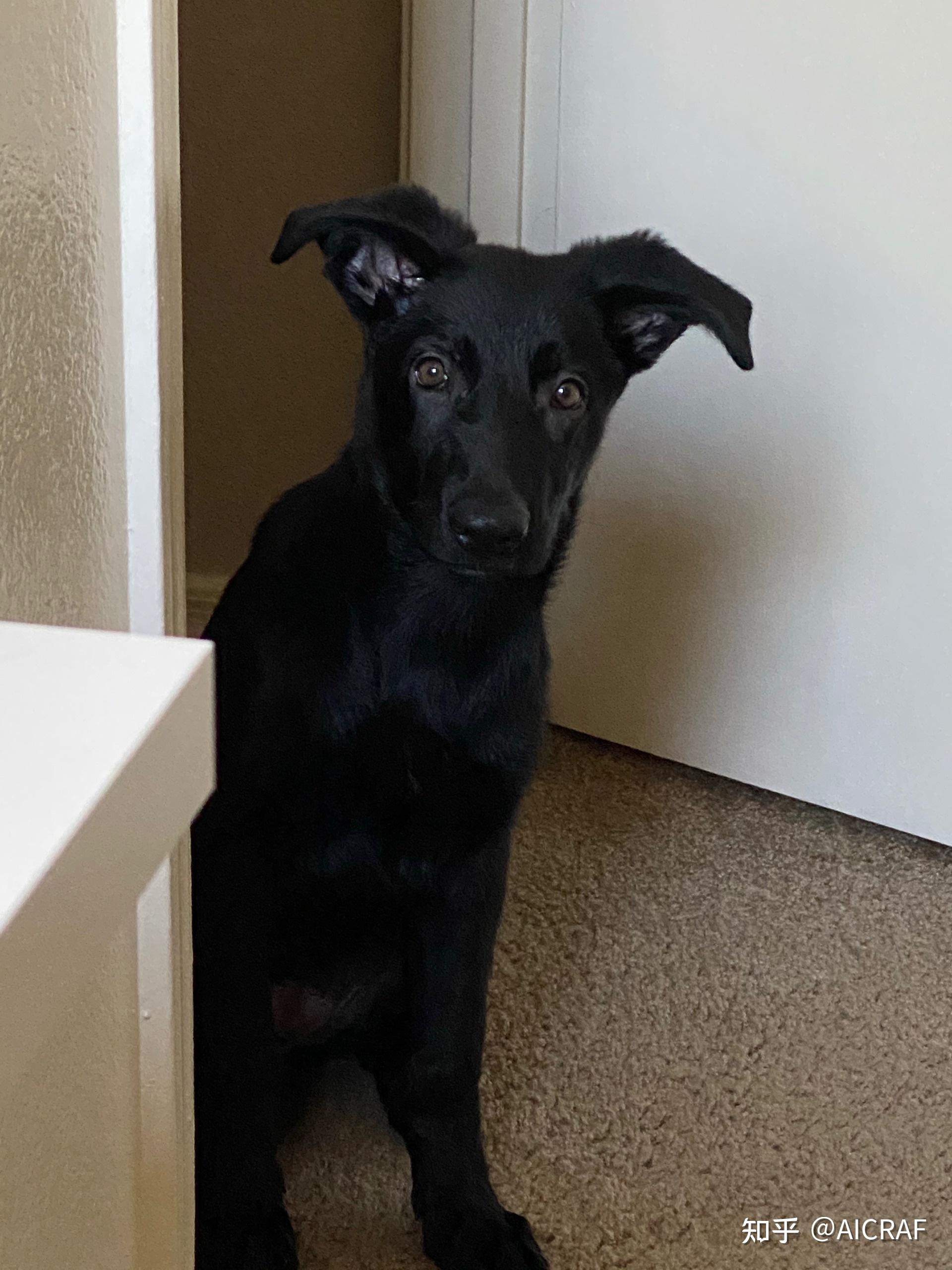 养一只纯黑德国牧羊犬是什么感受