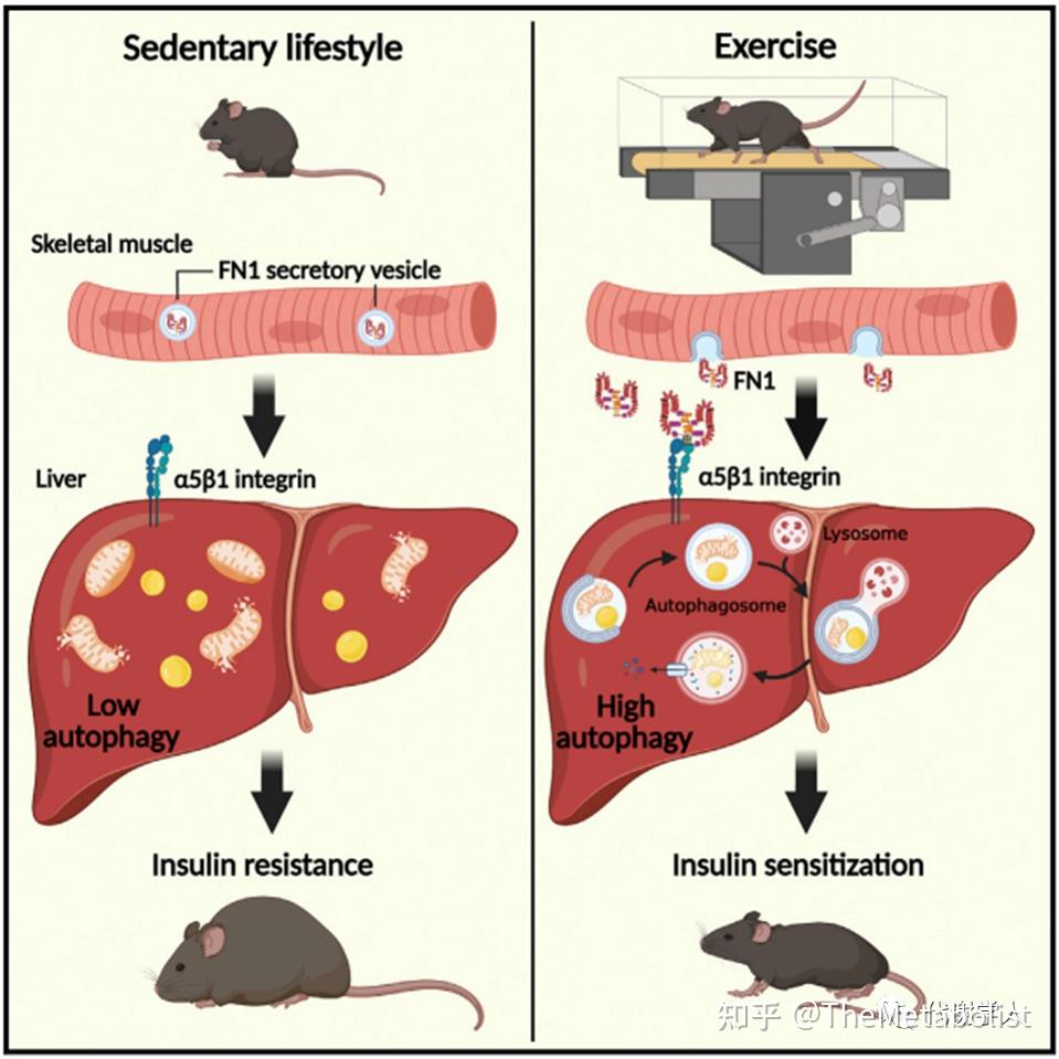 代谢学人——Cell Metabolism：运动改善代谢新机制 - 知乎