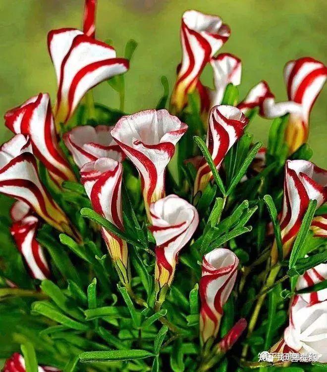 这也是兰花的一种,有人称它为晴天娃娃▼67这种花既像蝎子的尾巴,又