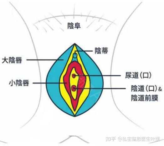 已婚2年的27岁美女 因小阴唇肥大 性生活深受影响 知乎