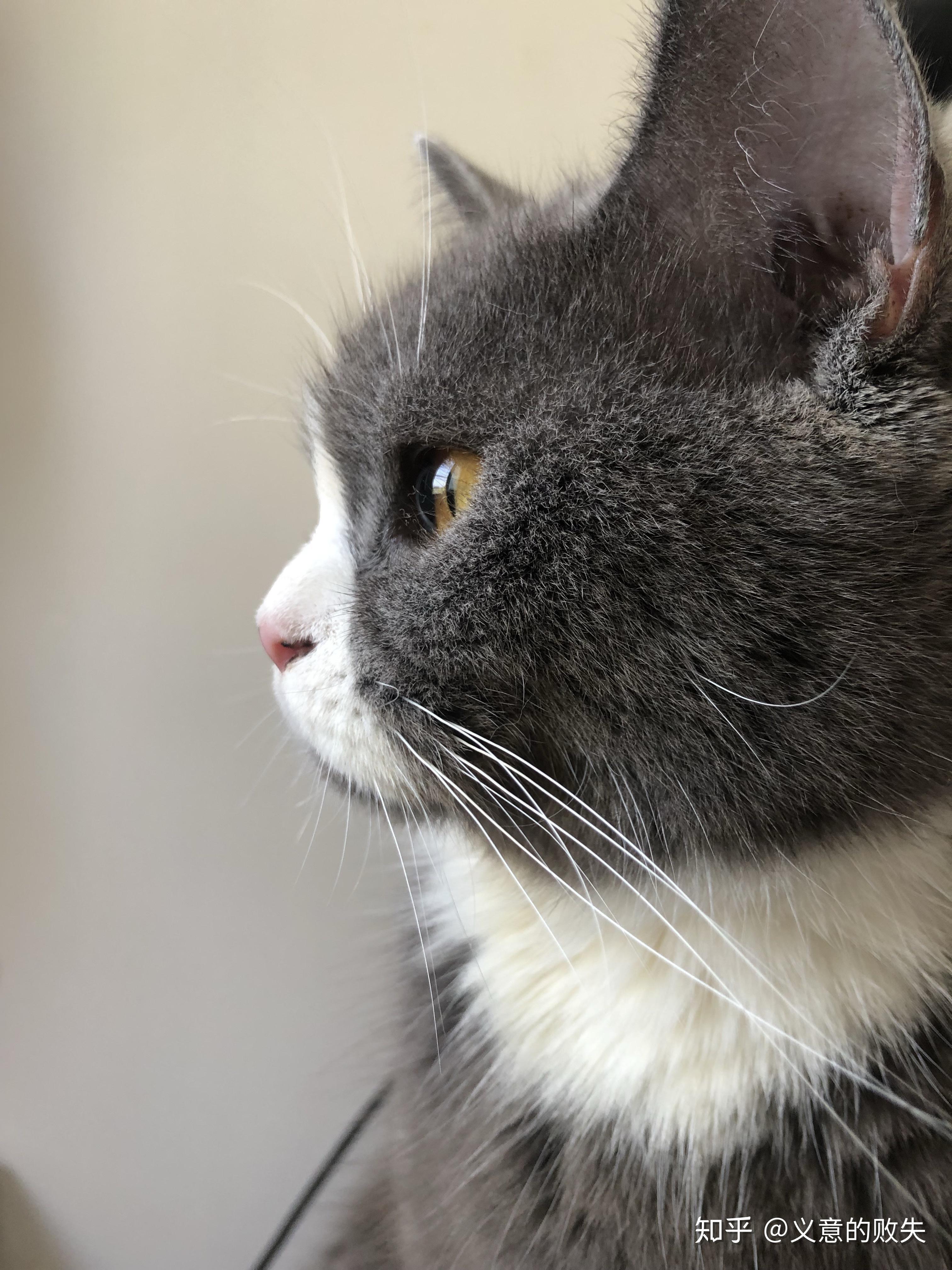 可以看一下你们的猫咪侧颜嘛? - 知乎