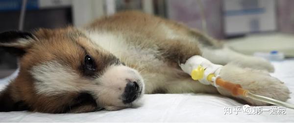 犬伊维菌素中毒概述 伊维菌素中毒多久死亡 双偶网