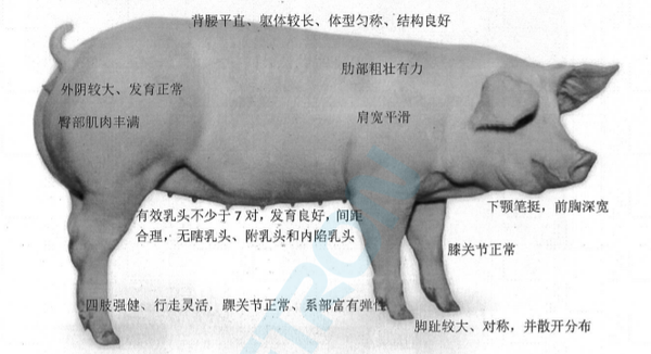 后备母猪培育资料 - 知乎