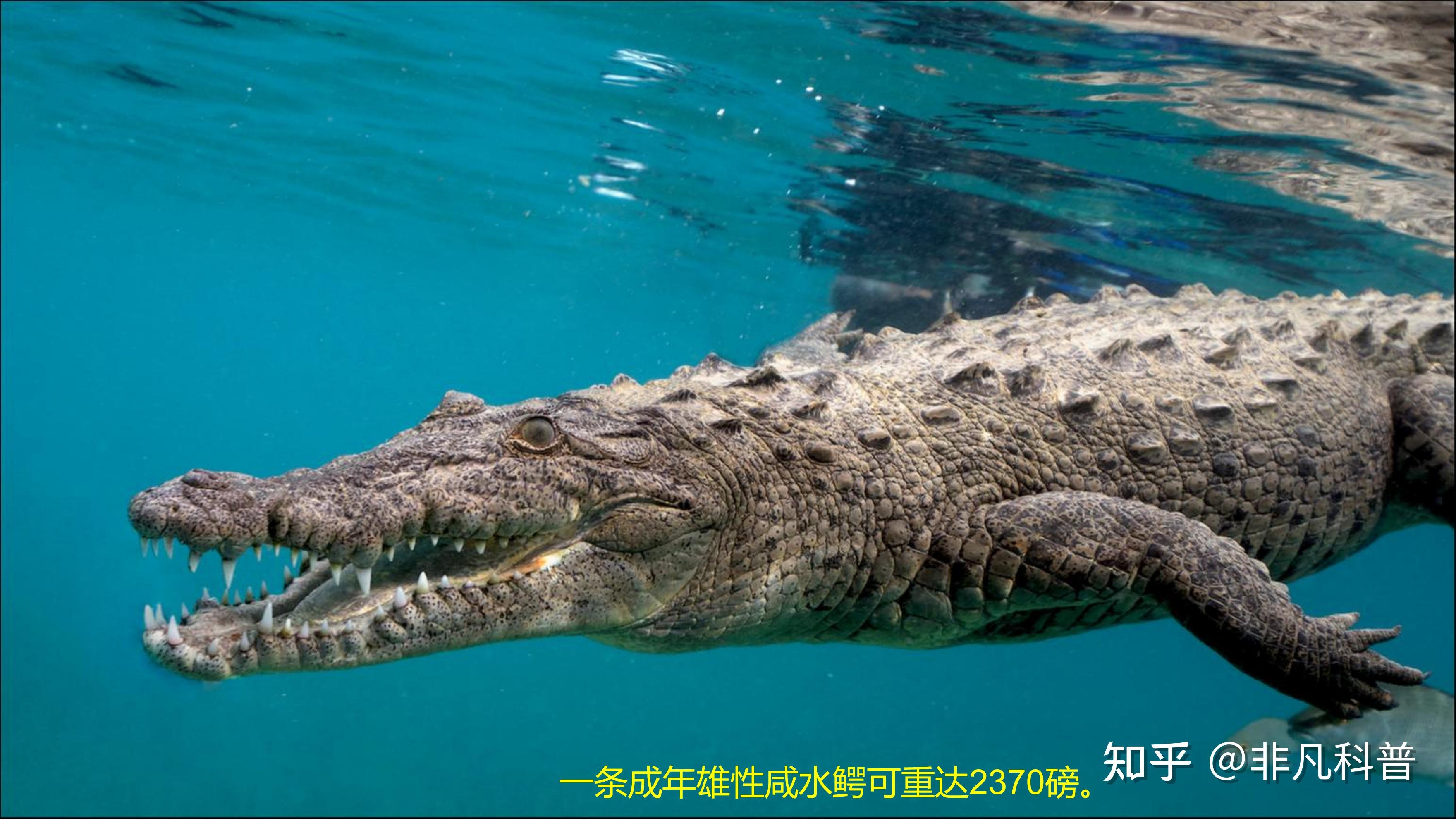 地球上最大的10种动物，你知道几种？ - 知乎