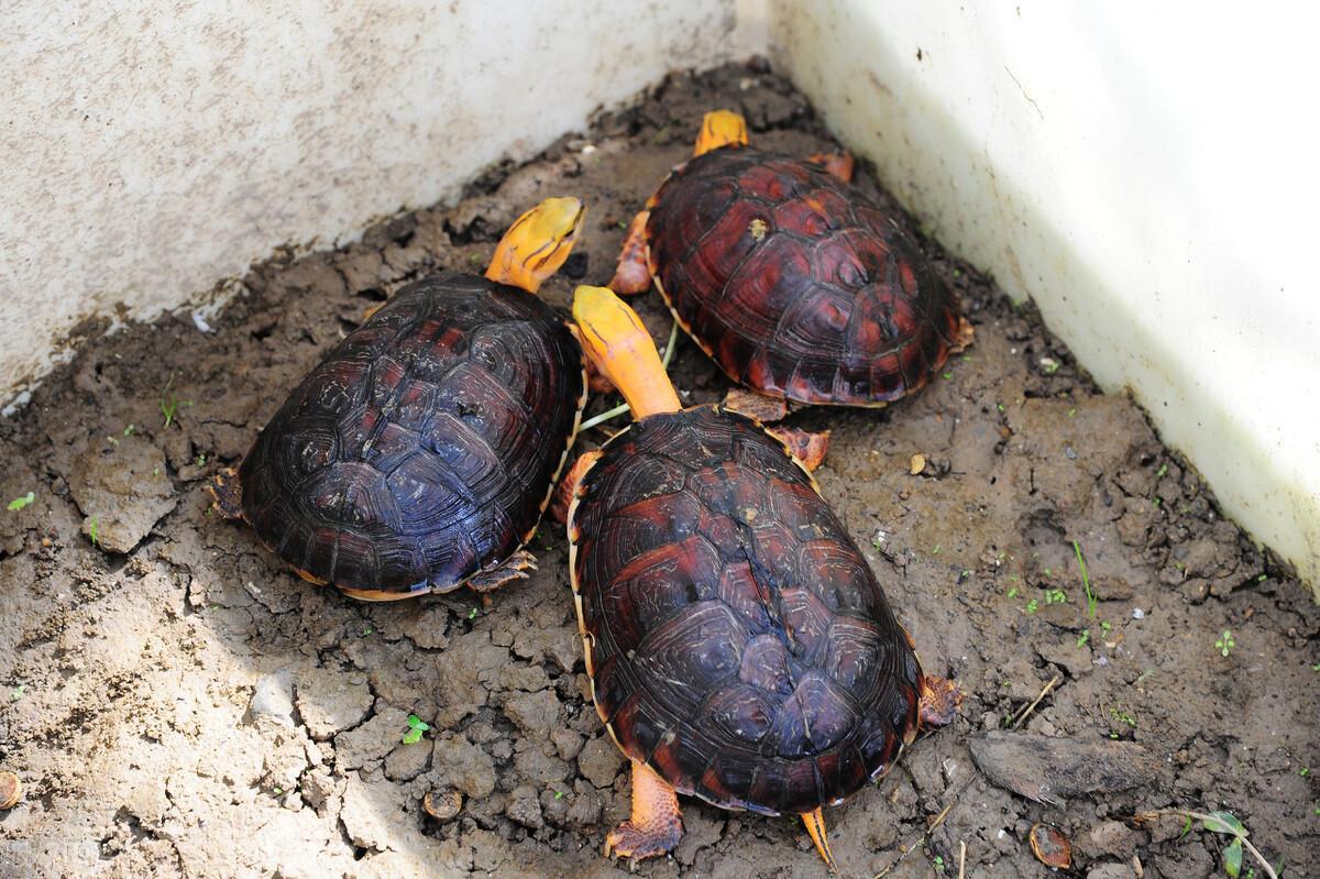 黄缘龟的饲养环境