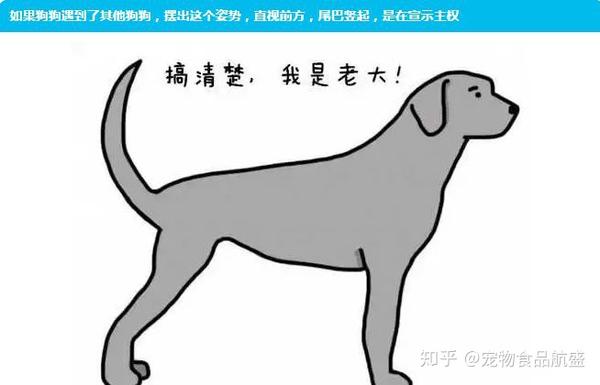 今天整理了一些狗狗姿势动作，这些动作能够说明狗狗的想法，给大家分享！ - 知乎
