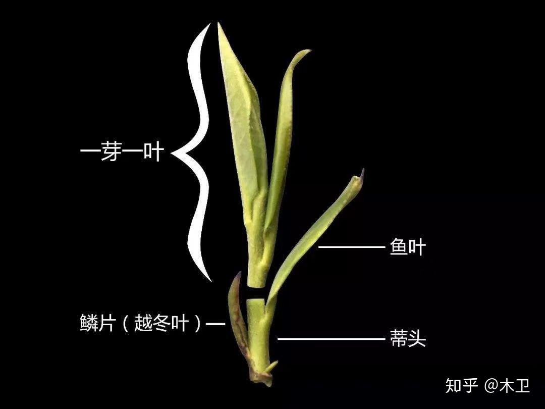 有没有人知道关于茶叶的知识,区分鳞片,鱼叶,真叶的? - 知乎