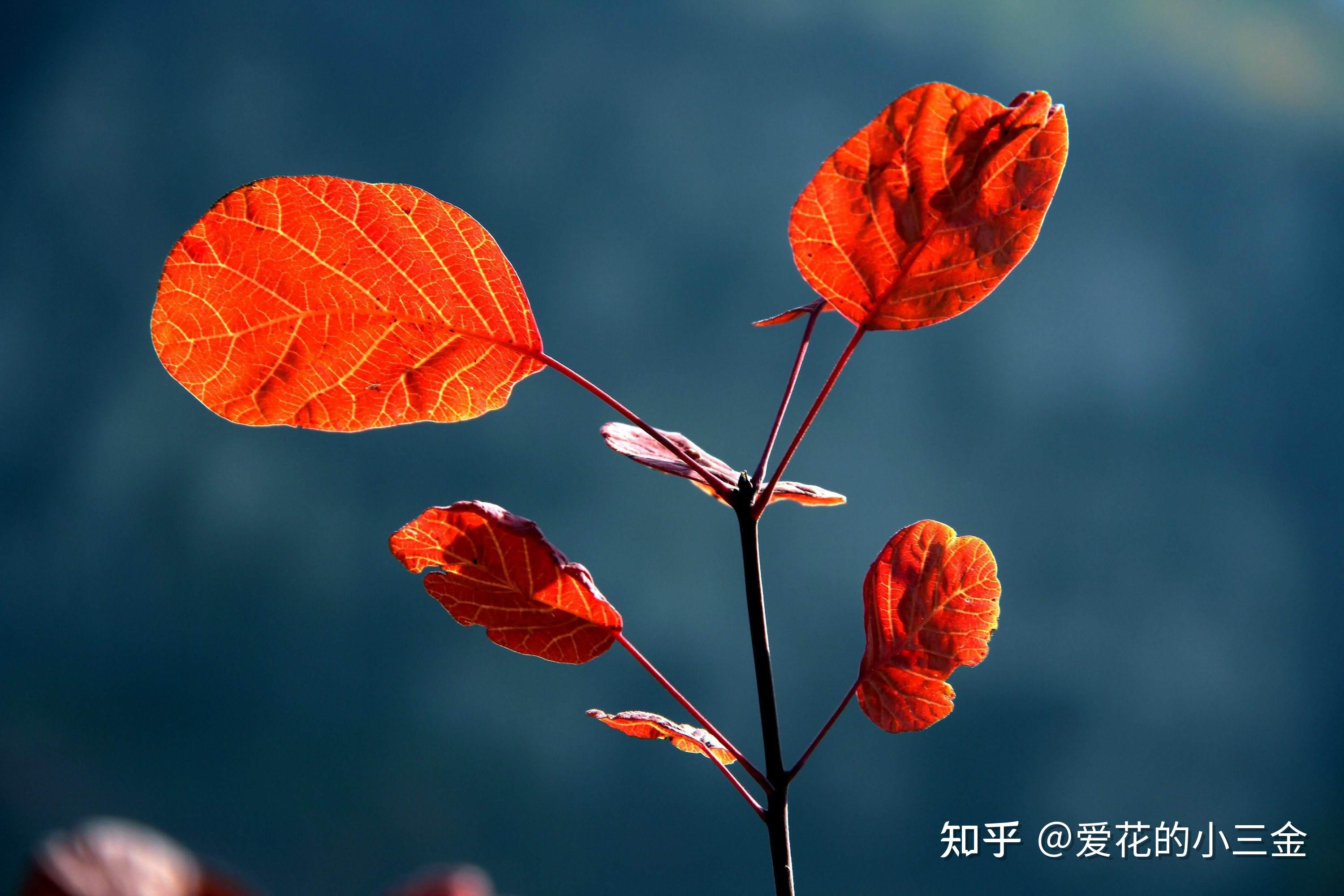 秋冬赏叶植物(二):黄栌 - 知乎