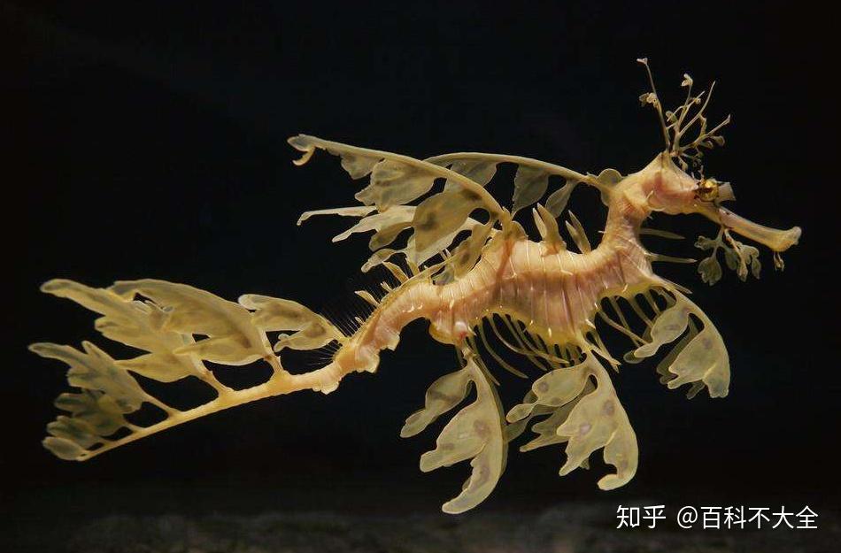 动物篇36硬骨鱼