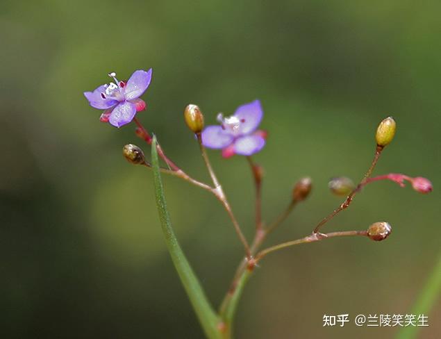 泰国牛轭草和乳腺增生的关系