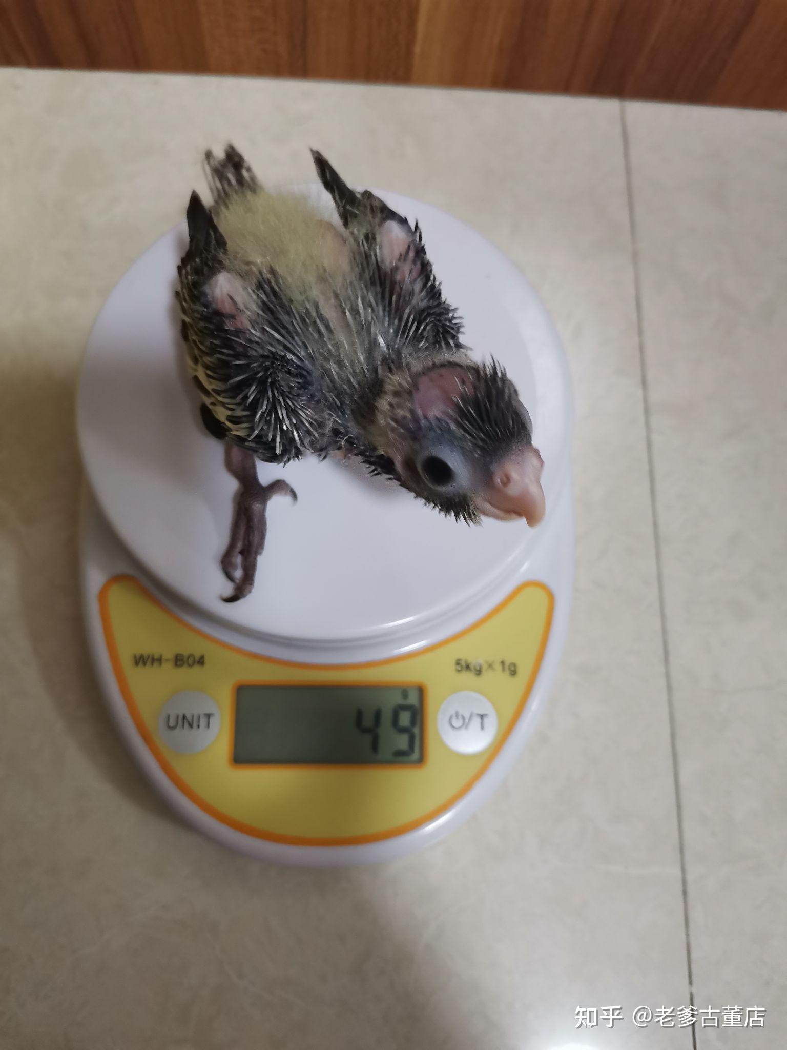 作为新手玄凤雏鸟如何喂养