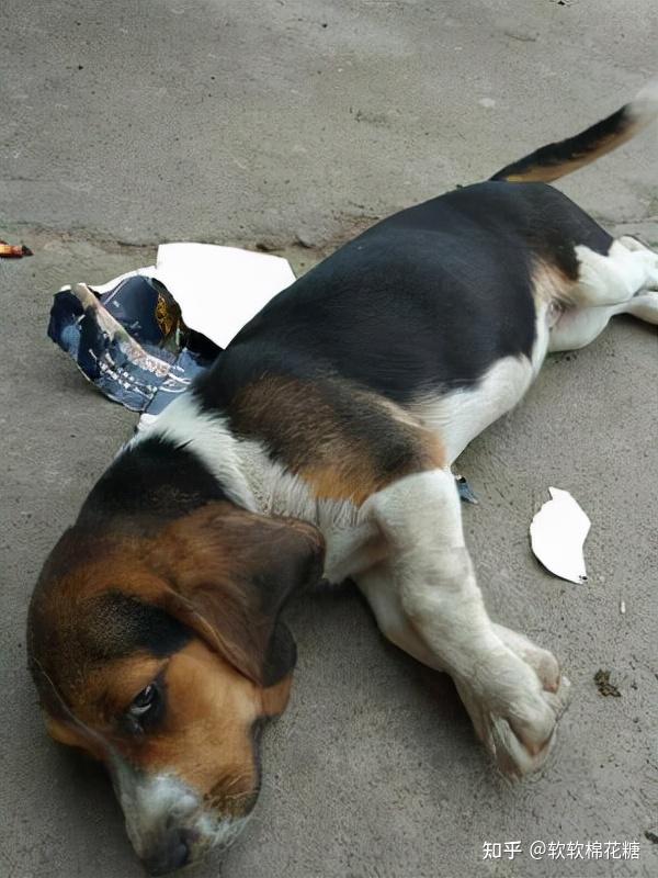 比格犬是一种体臭比较严重的狗狗,因为它的汗腺不发达,刚开始养的时候