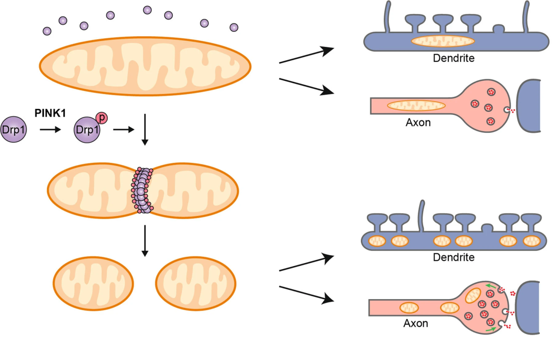 metabolic determination of cell fate through selective