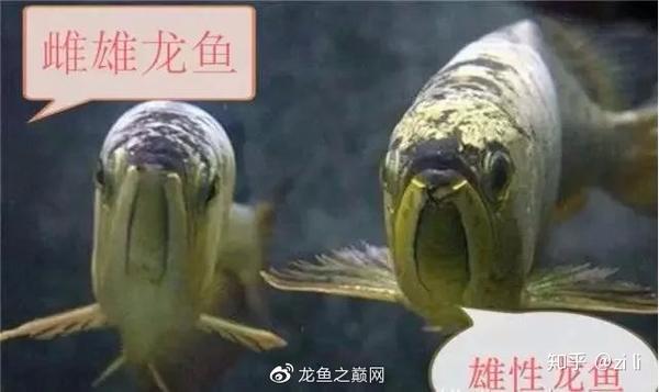 短鲷2母1公_燕尾棋盘短鲷公母_短鲷2母1公