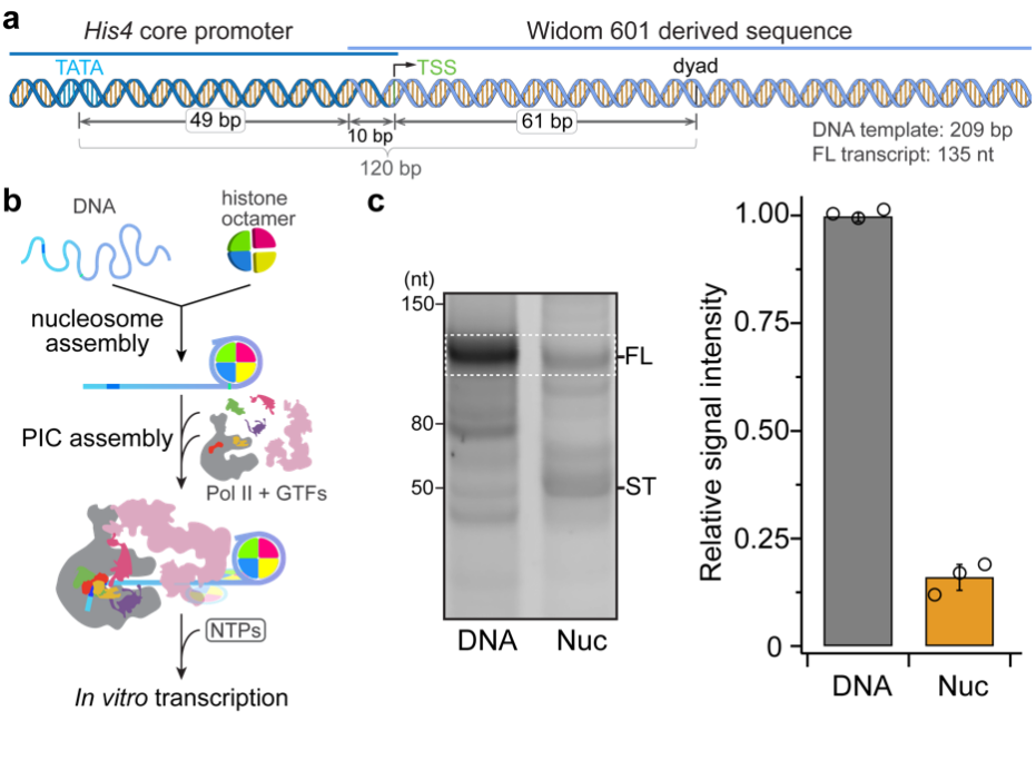 Nat Struct Mol Biol︱王海波等揭示+1核小体调控转录起始的分子机制 - 知乎