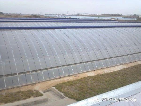 进入冬季以后,棚膜的消雾流滴性对棚内湿度控制有很大的影响.