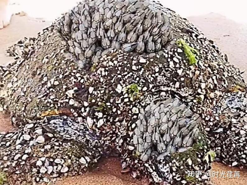 很多种类的藤壶都寄生在海龟身上,比如龟甲藤壶和茗荷等