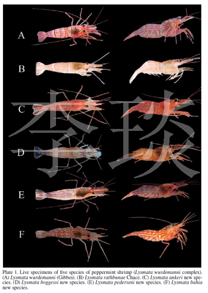 手贱的薄荷虾繁殖记录