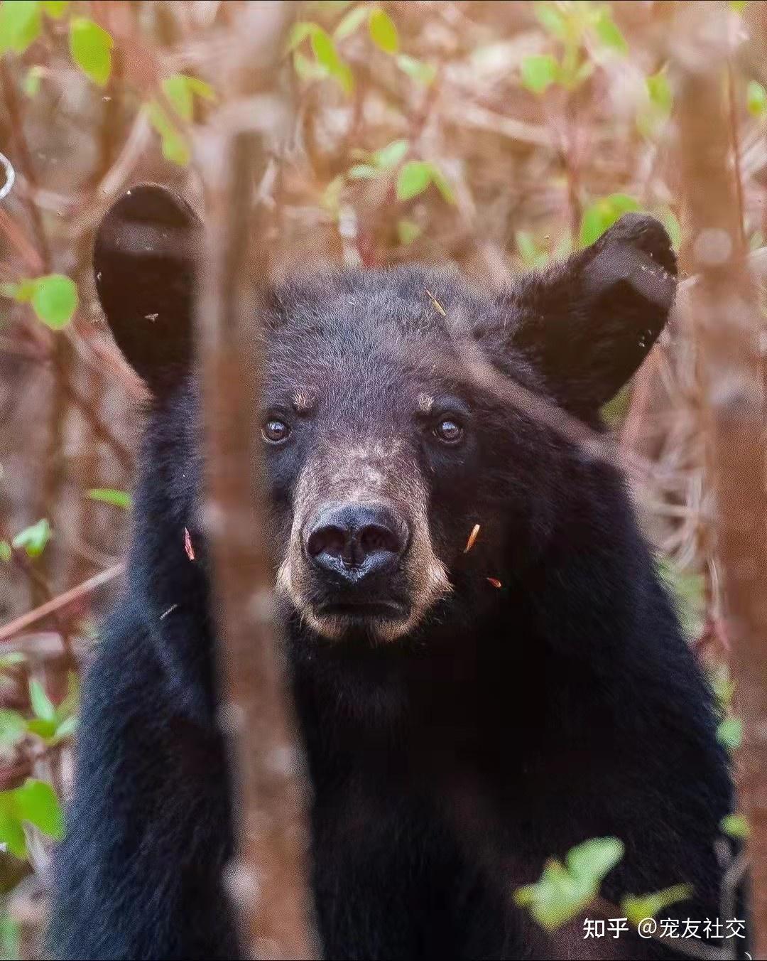 各种熊熊|摄影|动物|共赏繁华 - 原创作品 - 站酷 (ZCOOL)