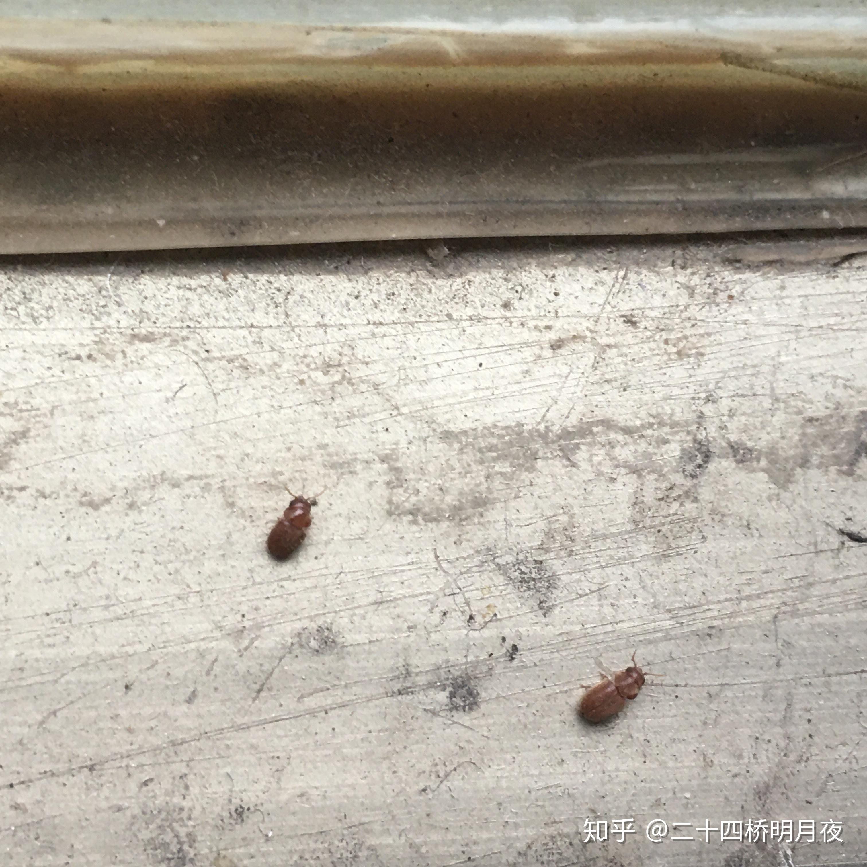 大家帮我看看这是蟑螂幼虫吗最近家里发现了几次