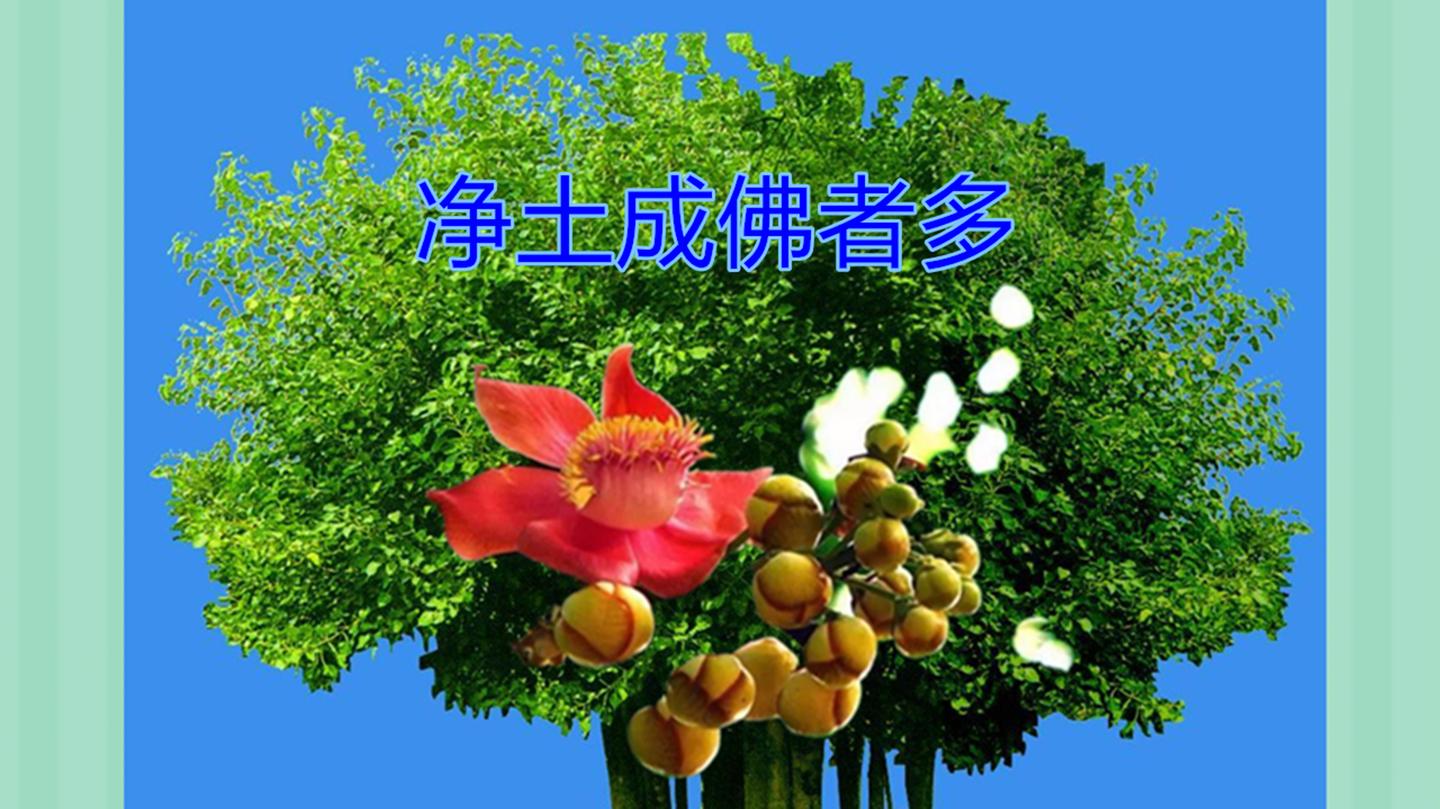 无量无边净土中成佛者多于秽土中成佛者 知乎