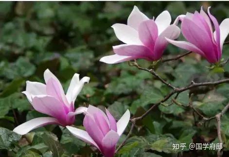 玉兰花 是最美的春日诗词 知乎