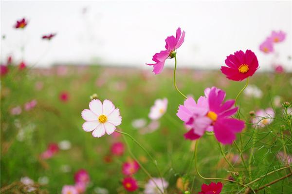 异域风情的格桑花 撒把花种撒点水 不用管就可以开成花海 知乎