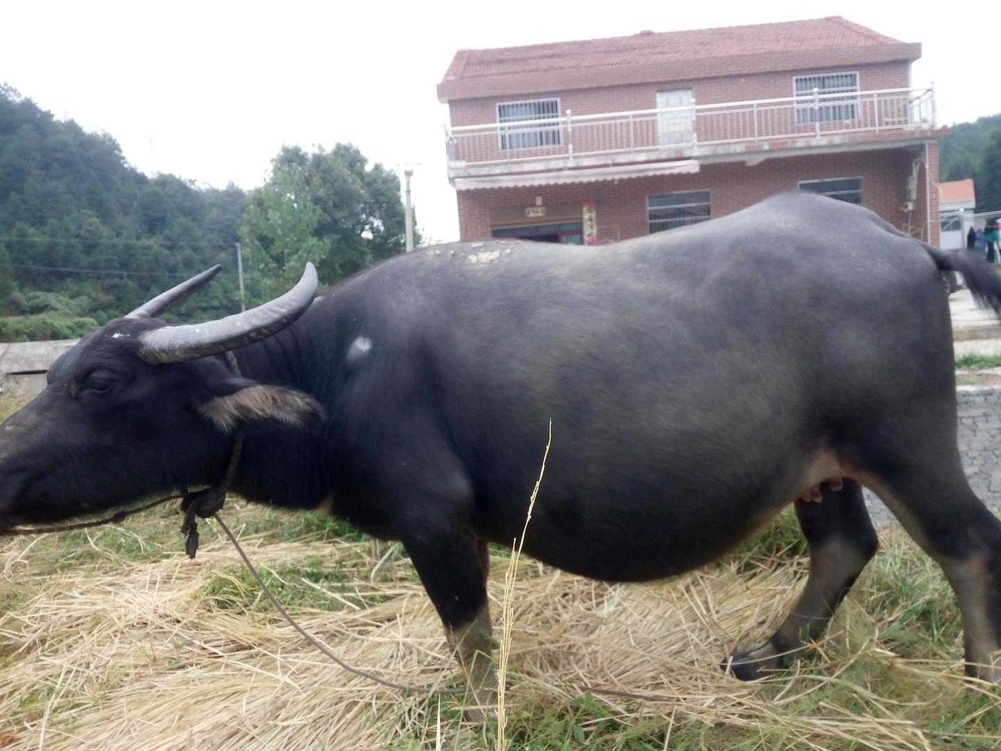 胡梦 走路 知乎