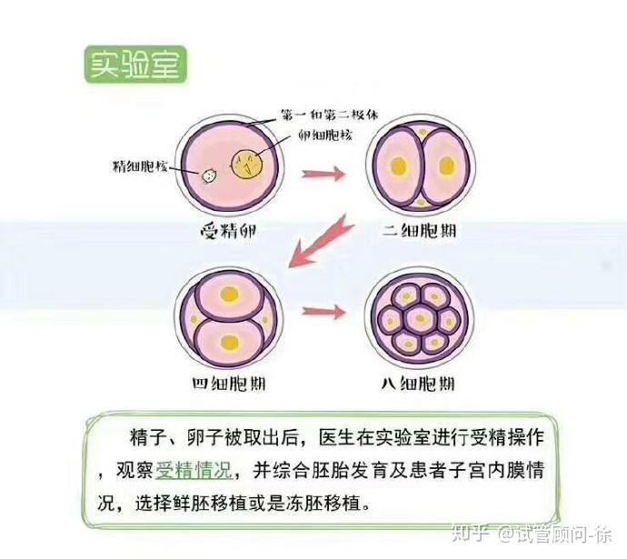中医不建议借卵做试管