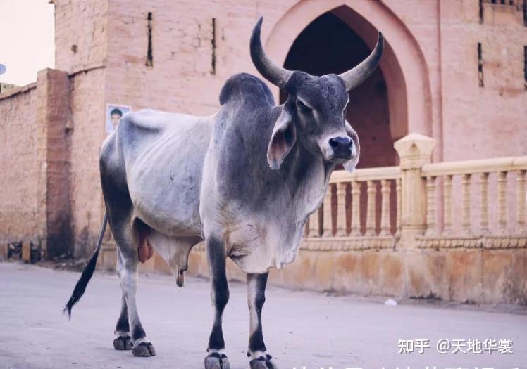 瘤牛:印度的神牛,湿婆的坐骑 - 知乎