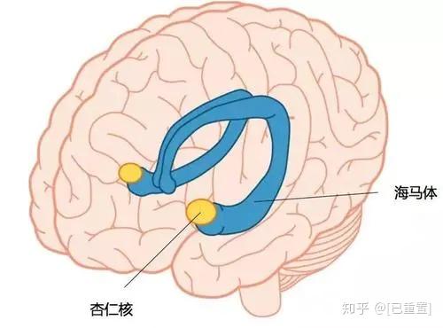 记忆力和海马体的关系 大脑的海马区主要管什么 艾帝网