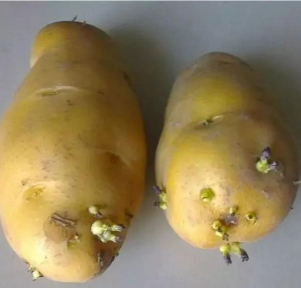 绿皮土豆怎么处理才能吃,土豆发芽了还能吃吗