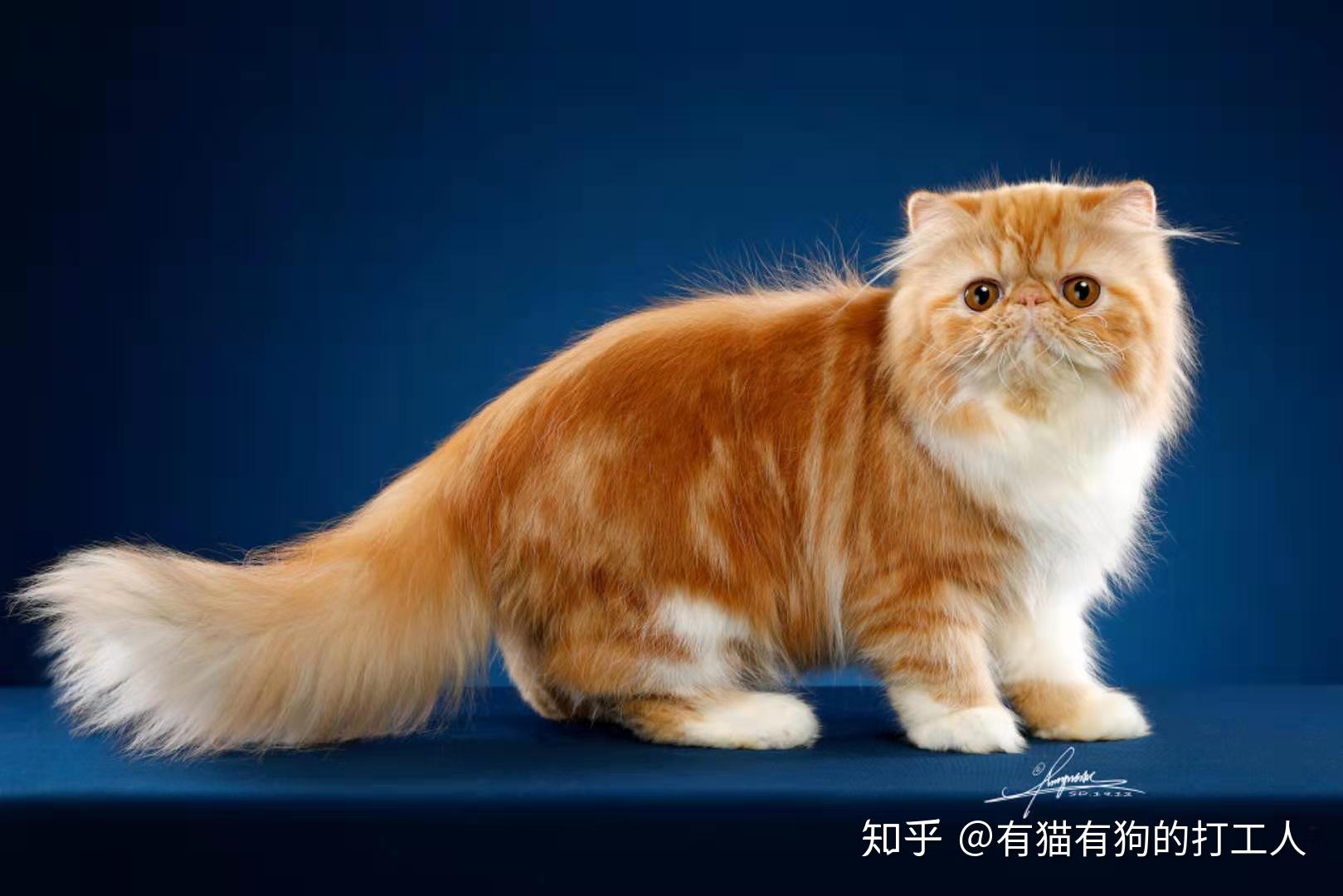 价值十几万的赛级纯种猫是怎么洗澡的建议所有养猫人都学习下