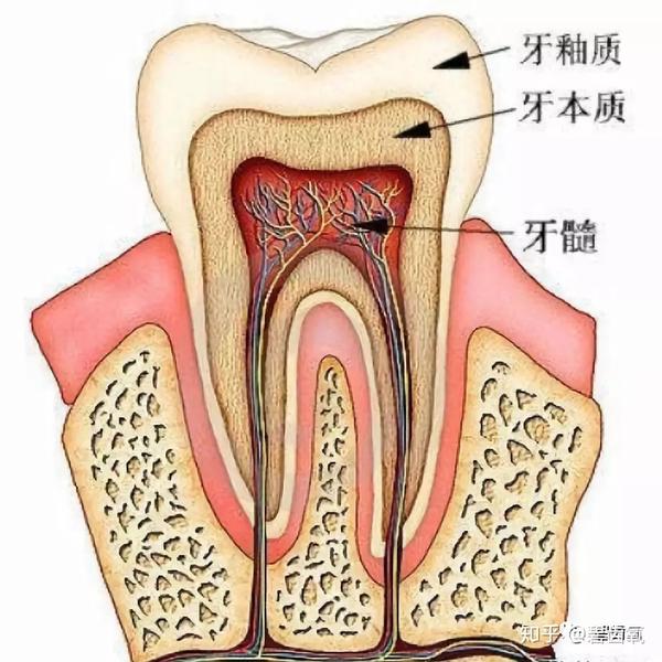 其中，牙釉质由钙和磷组成，是十分坚硬的，但其ph值为5.5，而我们常喝的