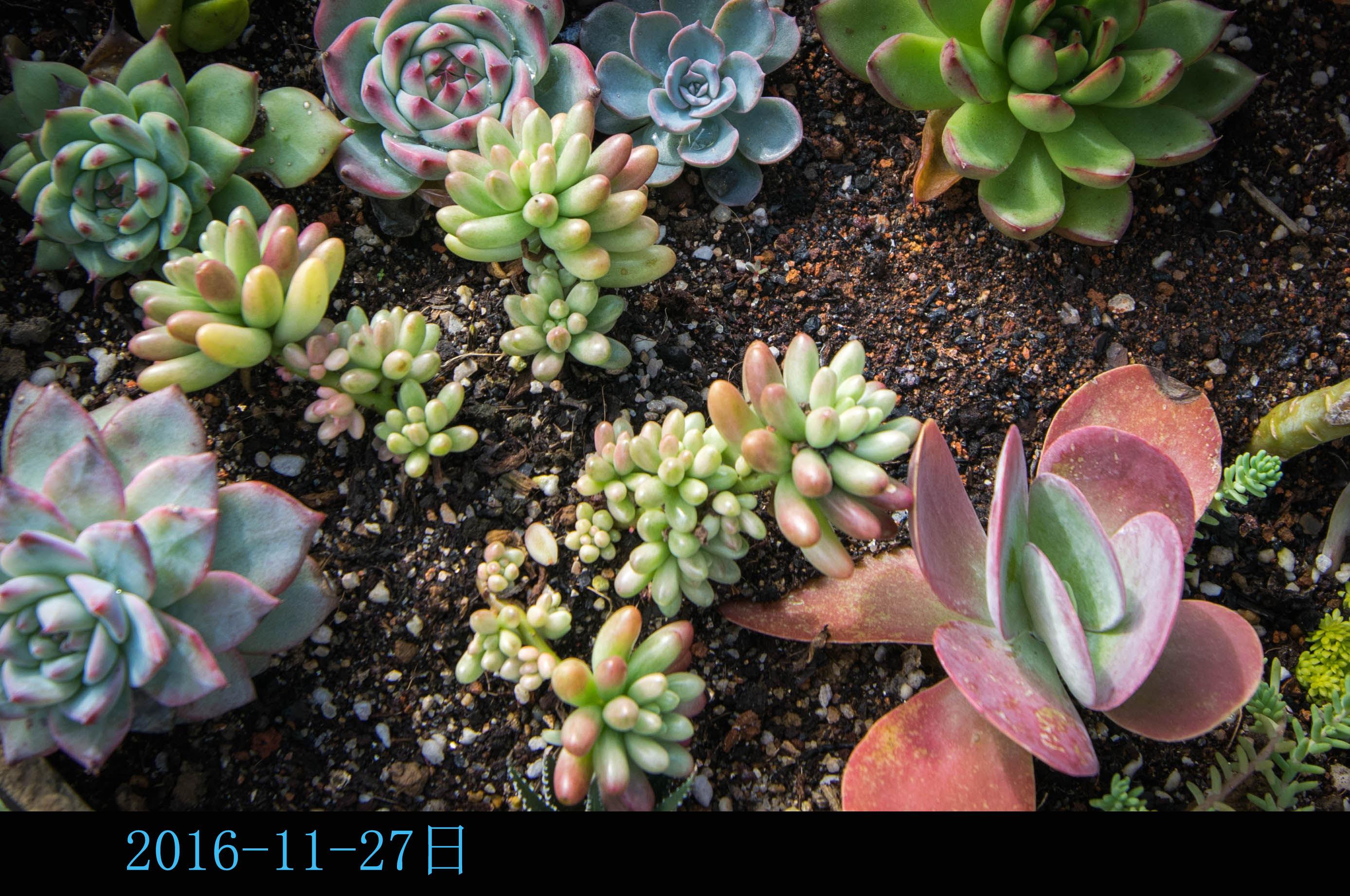 有什么适合新手养的多肉植物?还有现在是冬天