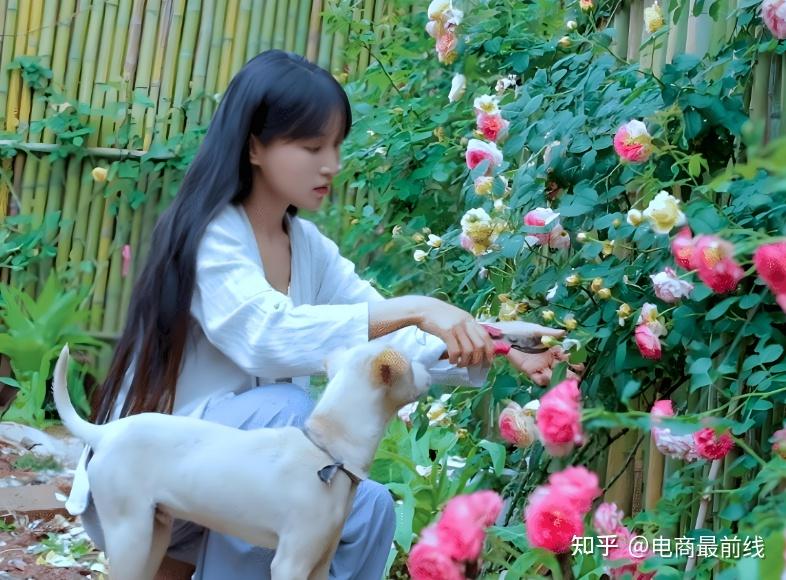 消失800天后,李子柒"归位"!