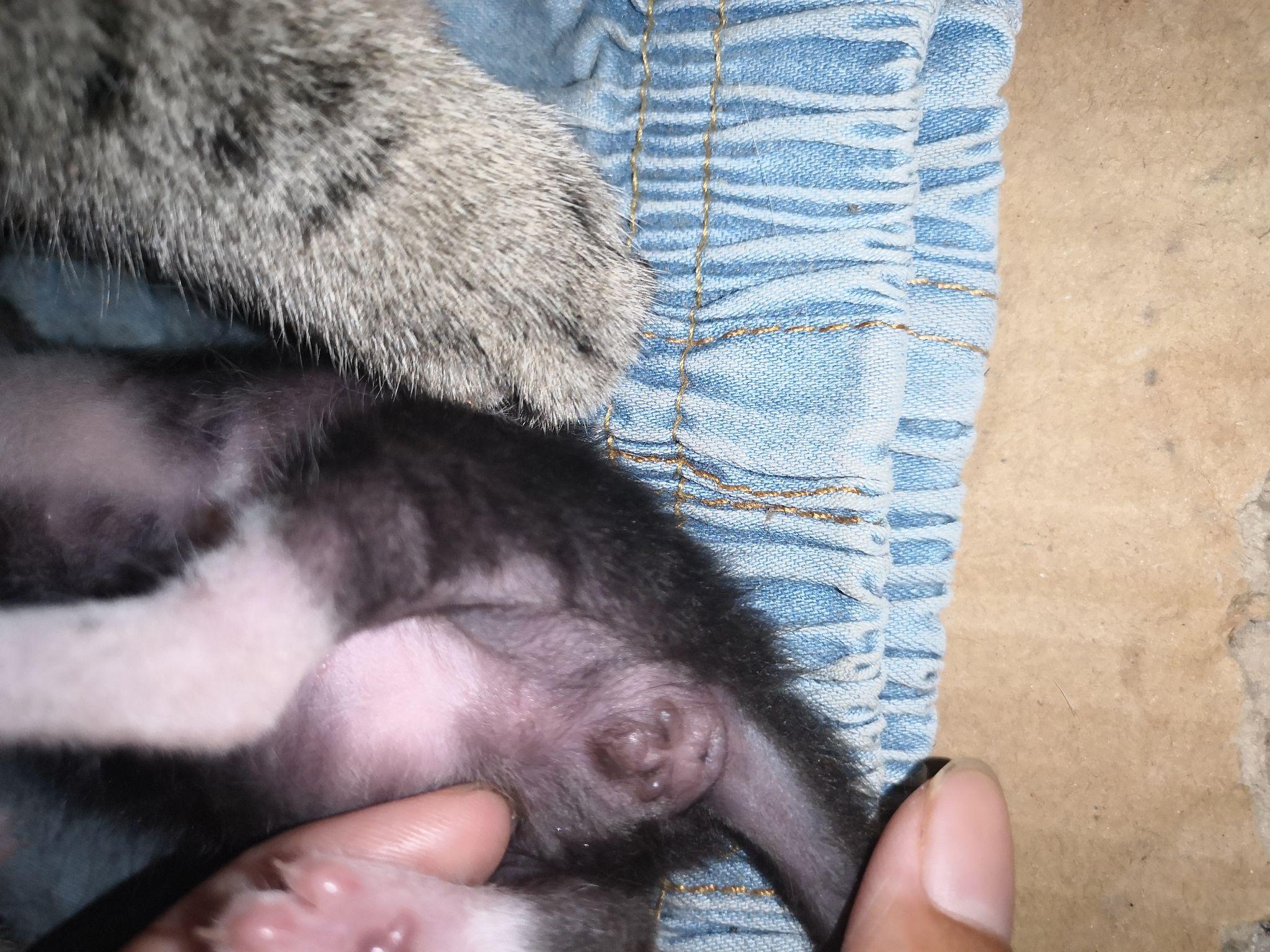 幼猫怎么判断公母